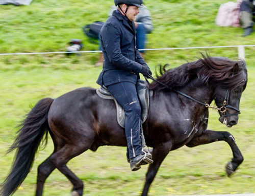 Móarbærperd kaufen