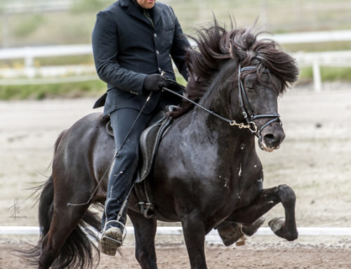 Árblakkur frá Laugasteini